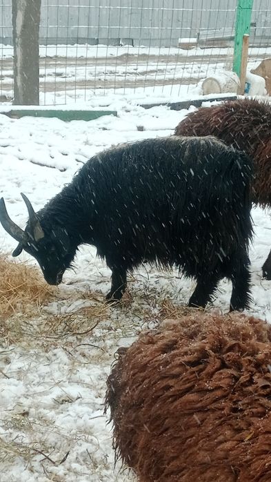 2 жасар серке сатылады
