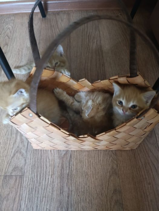 Дарю котенка в хорошие руки.
