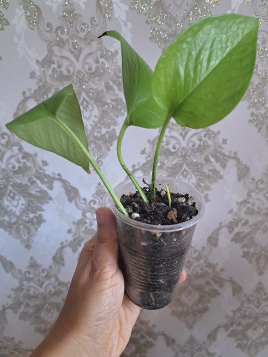 Комнатные растения