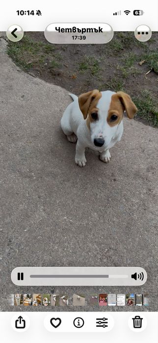 Куче Джак Рьсел Териер