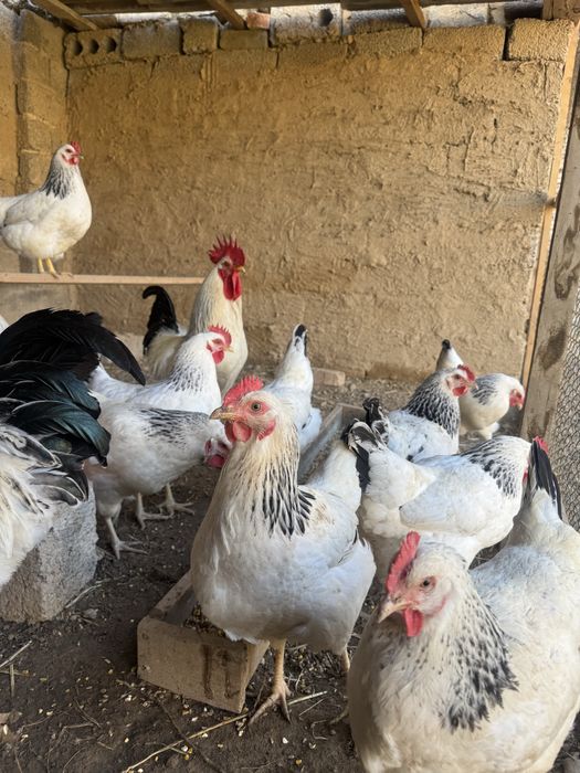 Adler Tovuqlar Tuxumi Bor