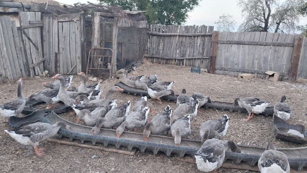 3айлық қаздар сатылады