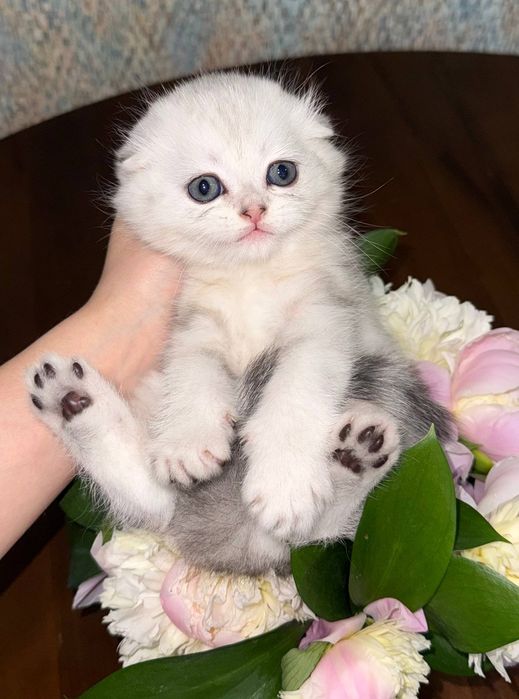 Продаются шотландские котята элитных окрасов!