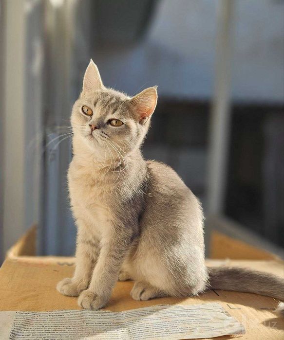 Кошка шотландский , 4 месяца, Мушук , арзон