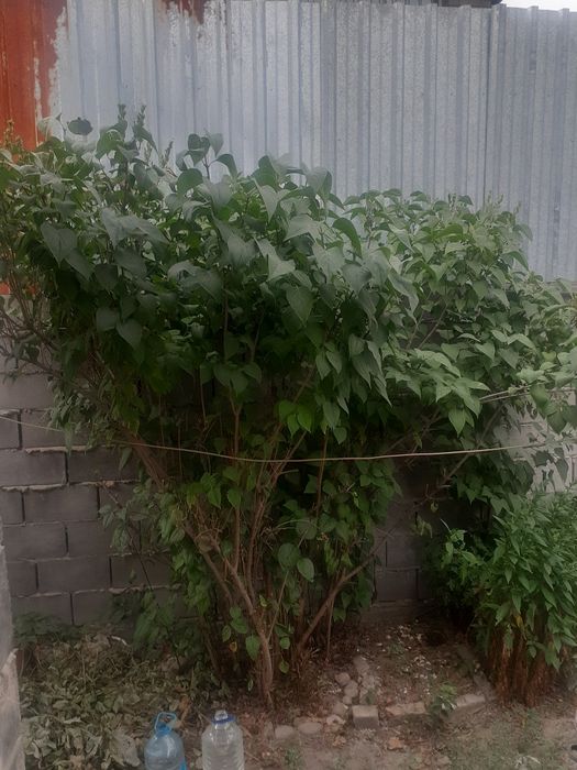 #Дерево #Сиреньобыкновеная