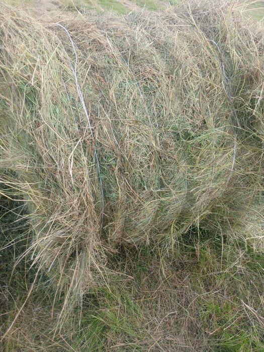 Сено в рулонах..