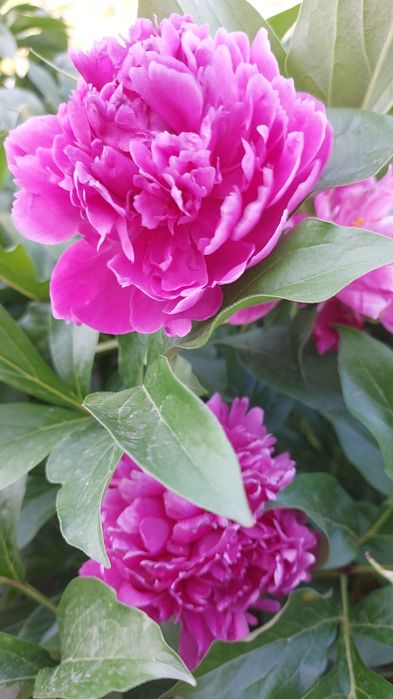 Корни розовых пионов