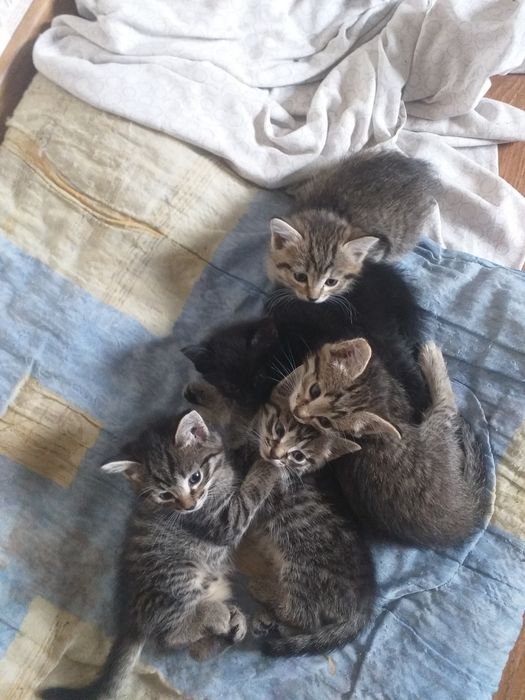 Дарю котят в Майкудуке