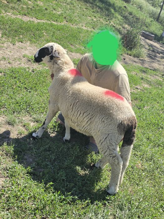 Vînd 2 berbecuți