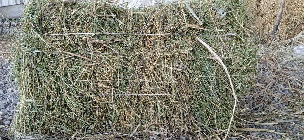 Сено люцерна 2025