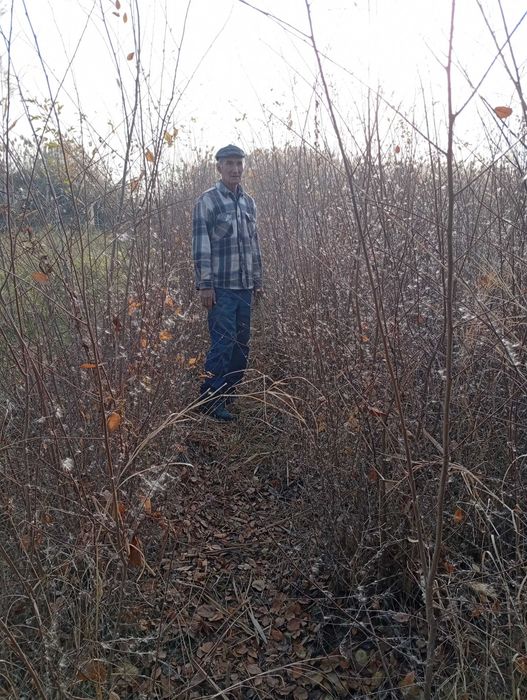 Кайрагоч кучати ва Ясин дарахти