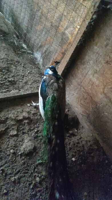 Pauni si paunite mature