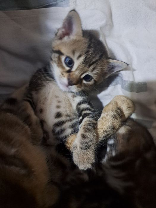 Мушук боллари 1ярим ойлик