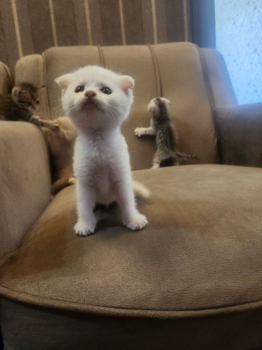 Scottish Fold mushukcha