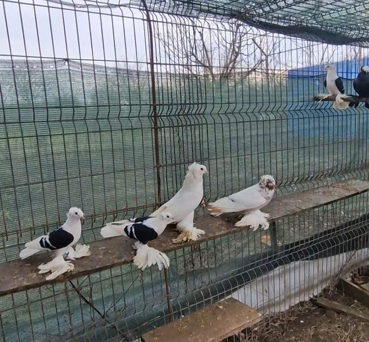 Porumbei de ornament