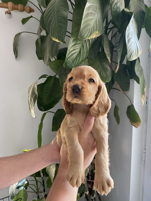 Cocker Spaniel fetita