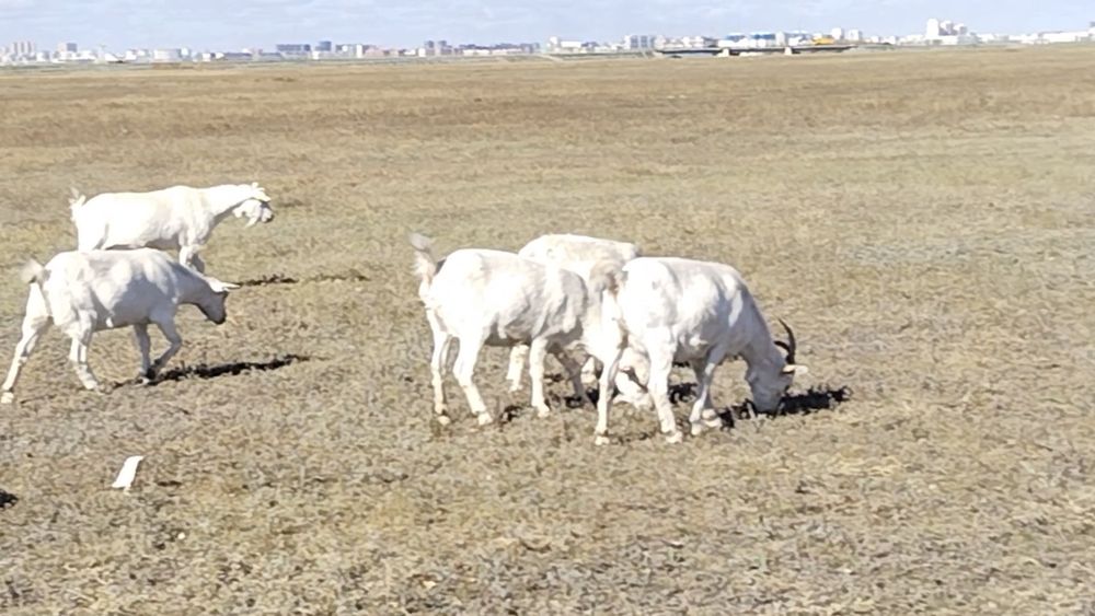 Заиинские чистопородные козы