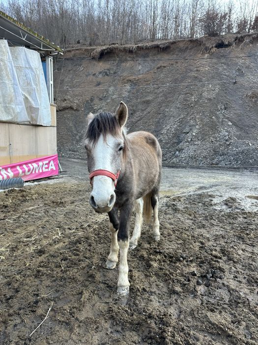 Vând mânz de 2 ani!