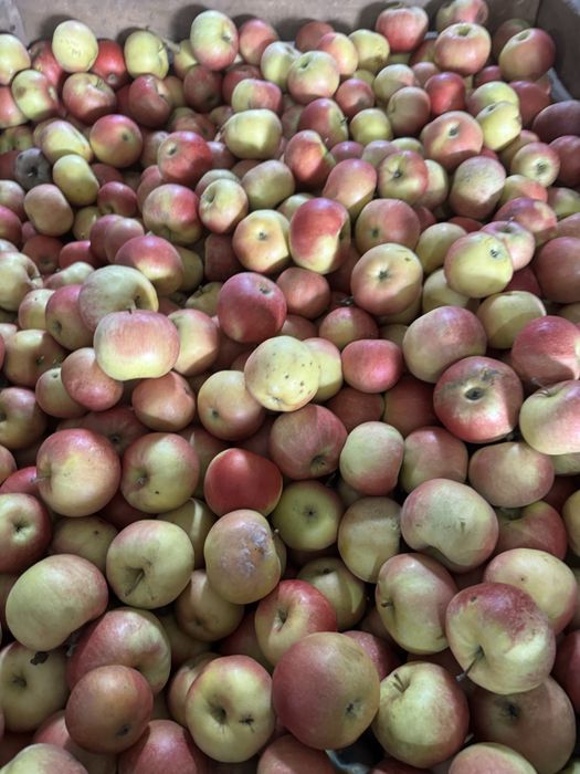 Mere de vânzare – Golden, Idared, Starkrimson – din depozit