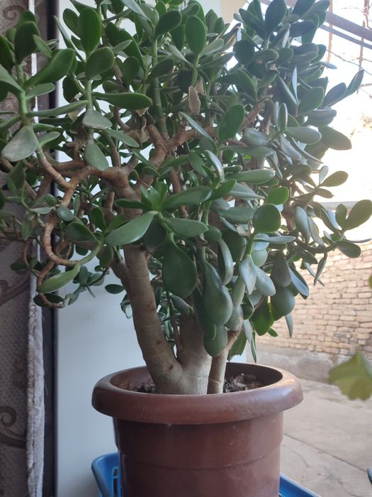 Продаю домашние цветы денежные дерево 2 шт.герани 5 шт.китайский чай .