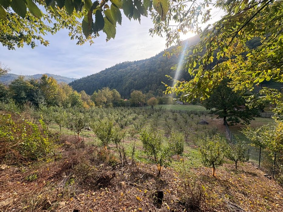 Livada in zona Pângărăcior neamt