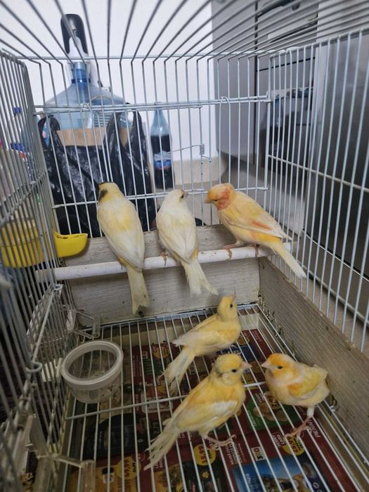 Canari lot 5 bucăți