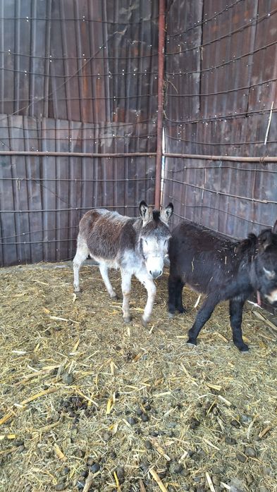 Продаются два ишака Хороший Мальчики