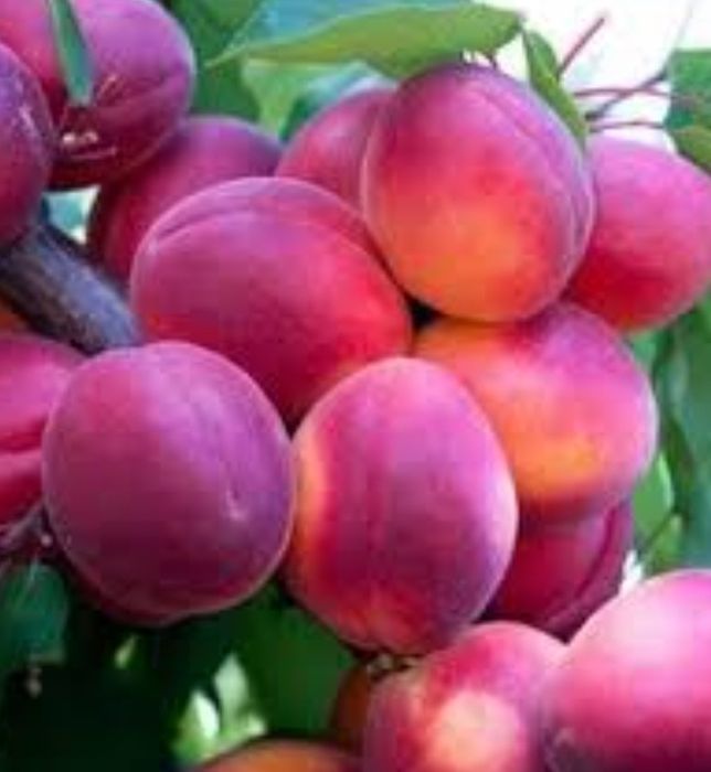 Cais (Cireașa Sunrosso ) la ghiveci