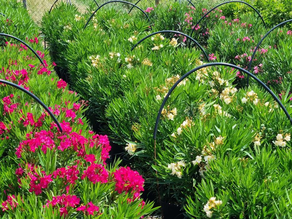 Leandru premium in ghiveci  diverse culori livrare in toata tara