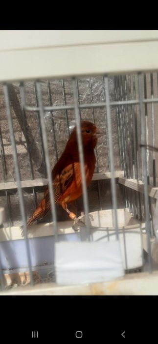 Продаёться  Кенар и Ожереля