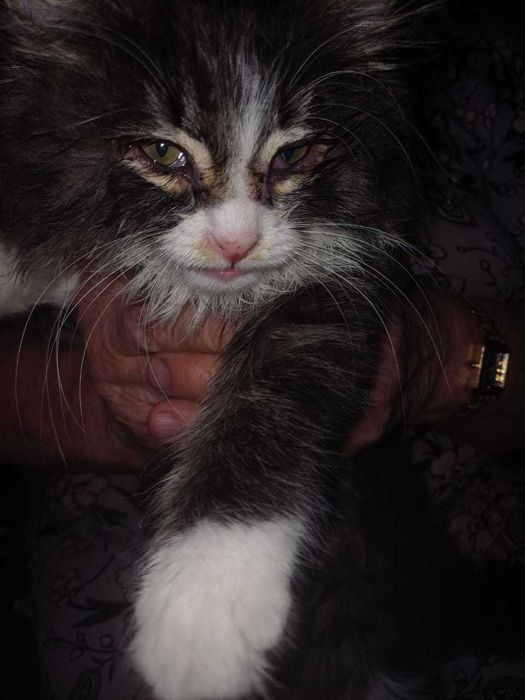 котик мышелов крысолов умнечка