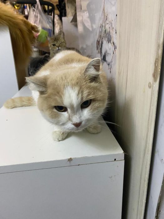 Ищем дом для кошечки