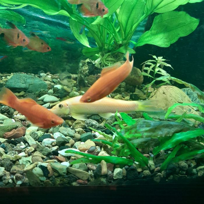 Аквариум 180л и тумба под него