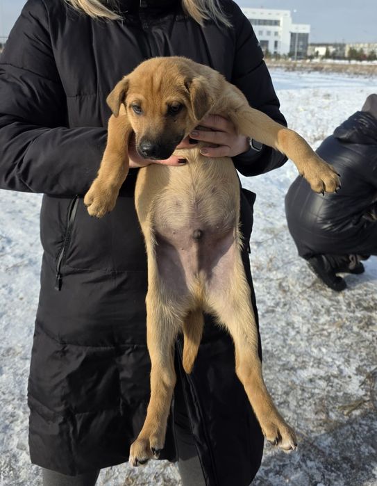 Щенки в добрые руки. Будущие охранники и верные друзья


Давайте пожал