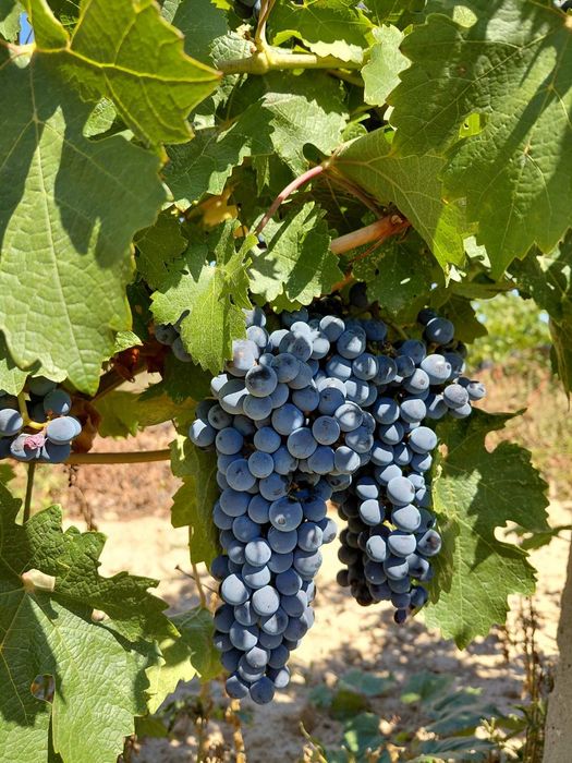 Продавам грозде за вино и ракия