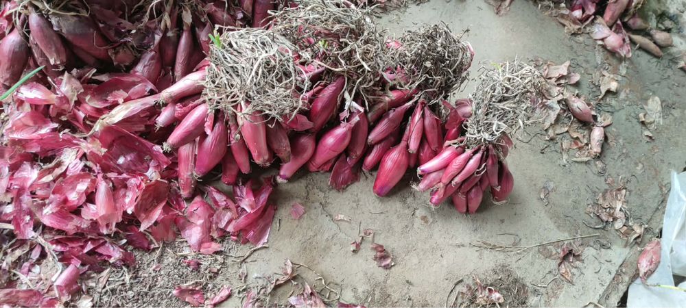 Vand ceapa rosie de apa