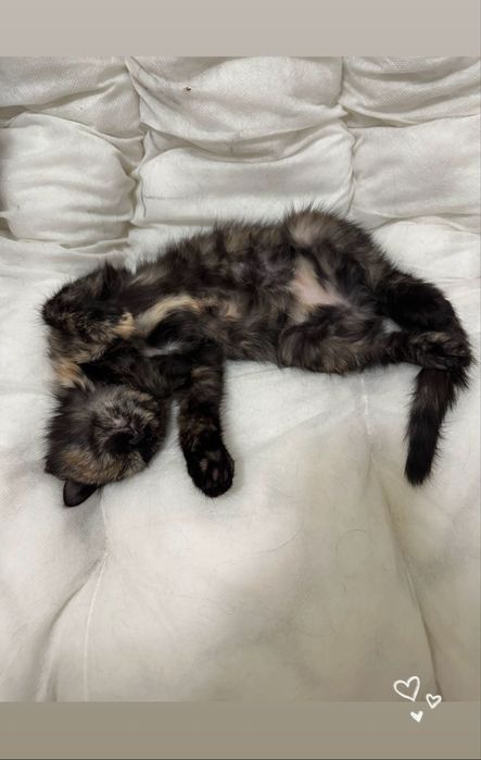 Котенок - девочка,  Милания , 4 месяца