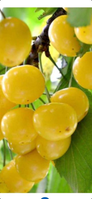 Nuci,Paulownia,MEri,Afini,rodiu,kaki.Prun.Visin.Mar.Cires.Aronia.Soc