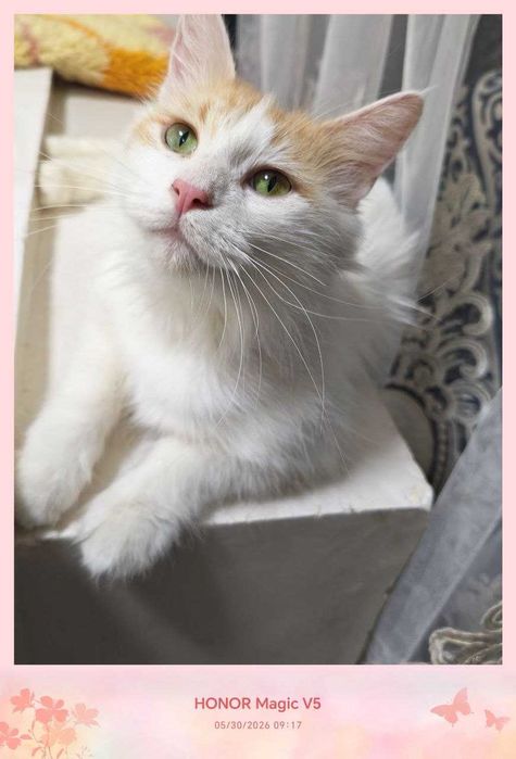 Кошка, стерилизованная, очень милая подруга