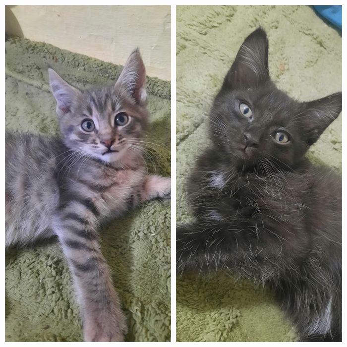 Котята ищут добрых и заботливых хозяев