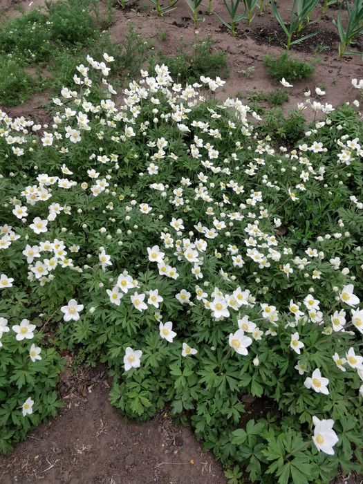 продам цветы многолетние