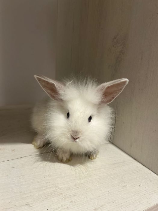 Iepuri pitici 1 luna și 2 săptămâni