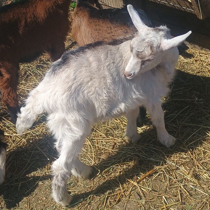 Iezi de vanzare preț 25 lei kg