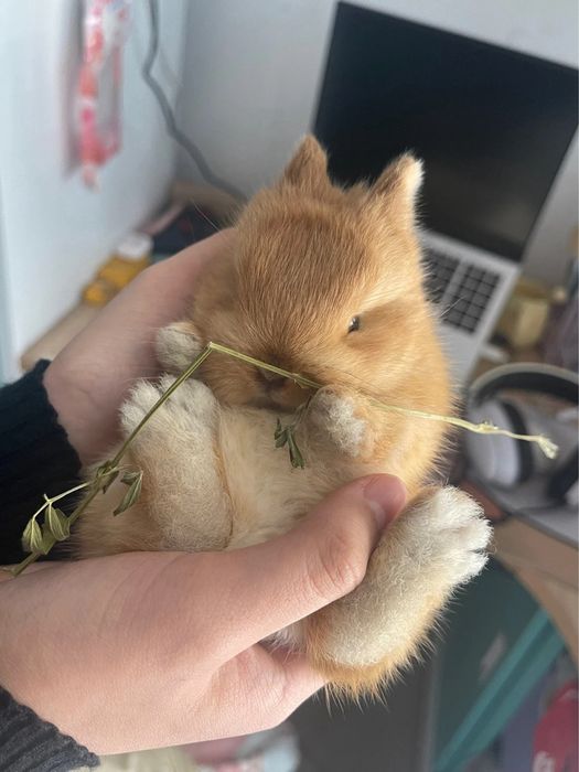 O‘yinchoq unutiladi, quyon unutilmaydi