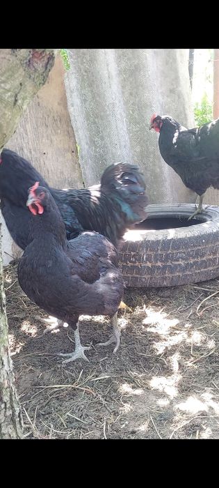 Vând găini  și ouă Jersey Giant