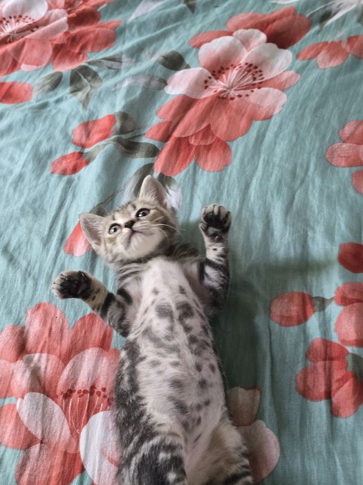 Отдам котят в добрые руки