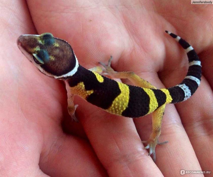 Эублефары молодые