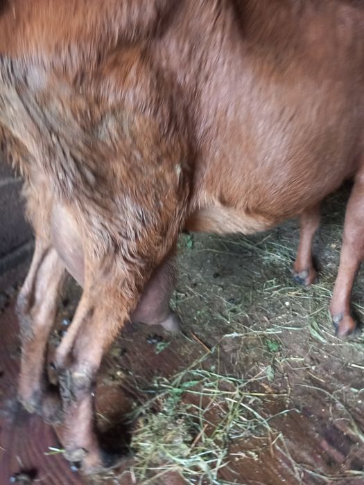 Vand  sau schimb 8  capre sannen și alpina franceză