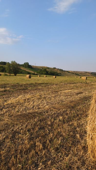 Baloți de fân de vânzare
