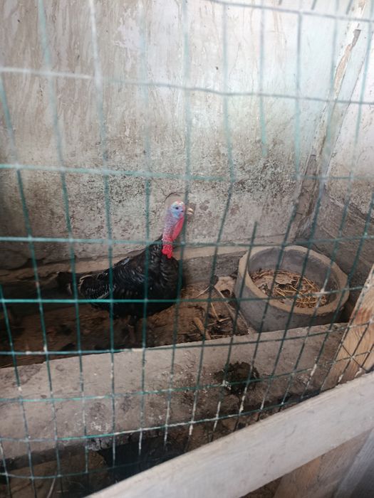 Induklar sotiladi Er va Hotin Narhi kelishiladi
